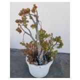 Cement planter with jade plant
