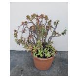 Vintage terracotta planter with crassula ovata
