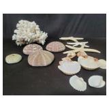 Group of seashells and starfish,  and coral