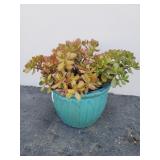 Mid century pottery planter with crassula ovata