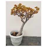 Cement planter with live plant