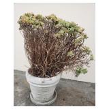 2 pcs cement planter with live plants