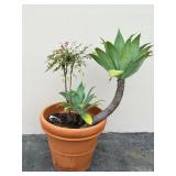 Terracota planter with live plants
