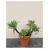 Terracota planter with live pants