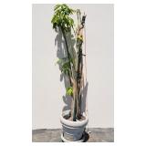 2 pcs Henri Studio inc. cement planter with live