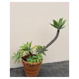 Terracota planter with live plant