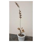 Henri Studio cement planter with live plant