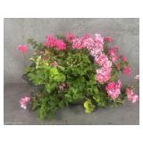 Vintage cast iron rectangular planter with live