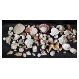 Group of seashells