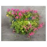 Vintage cast iron rectangular planter with live