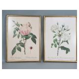 Pair of Pierre Joseph Redoute prints