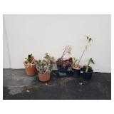 Group of potted plants
