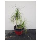 Live potted plant in a plastic planter
