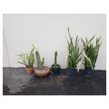 Group of potted plants