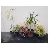 Group of potted plants