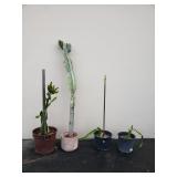 Group of potted plant