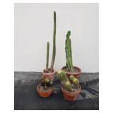 Group of potted cactus