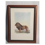 Vintage Lion de Barbarie etching
