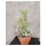 Terracotta  planter with  a live plant