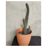 Terracotta  pot  and live cactus