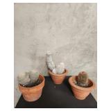 3 terracotta pots with live cactus