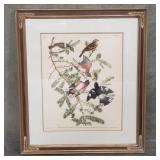 Rose-Breasted Grosbeak book plate