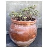 Terracota pot with succulent