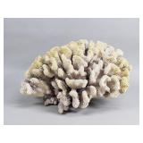 Large cauliflower coral flower