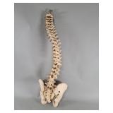 Composite human anatomical spine model