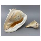 Two Marine Sea Shells, Including a Conch Shell