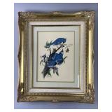 Framed Blue Jay Illustration by C. McKinley