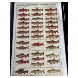 Windsor Publications Fish ID Charts