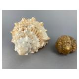 Decorative Seashell Pair, 3.5'