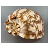 Chambered Nautilus Shell, 10 Inches, 10'