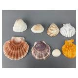 Assorted Natural Seashells Collection, 1.5'