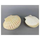 Natural Scallop Shell Pair, 5'