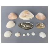 Assorted Natural Seashells Collection, 75'