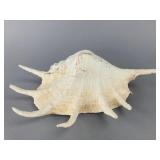 Large Natural Conch Shell, 13 Inches, 13'