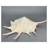 Large Conch Shell, 12 Inches, 12'
