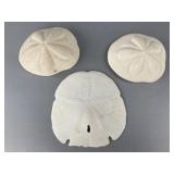 Sand Dollar Specimens, 5' and 6'