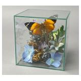 Preserved Real Butterfly Display in Cube 5' x 5'