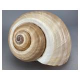 Natural Spiral Shell, 6.5 Inches, 6.5'