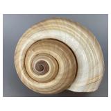 Natural Spiral Shell, 7.5 Inches, 7.5'