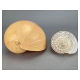 Grouping of Two Natural Seashells, 3.5'