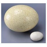Large Ostrich Egg and Chicken Egg Pair, 6' L