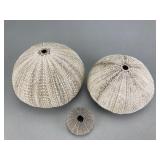 Set of Three Sea Urchin Shells, 4'