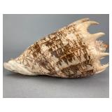 Large Natural Conch Shell, 7 Inches, 7'
