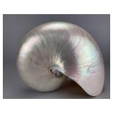 Natural Chambered Nautilus Shell, 5'