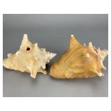 Pair of Large Conch Seashells, 6'