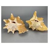 Pair of Natural Conch Shells, 7.5'